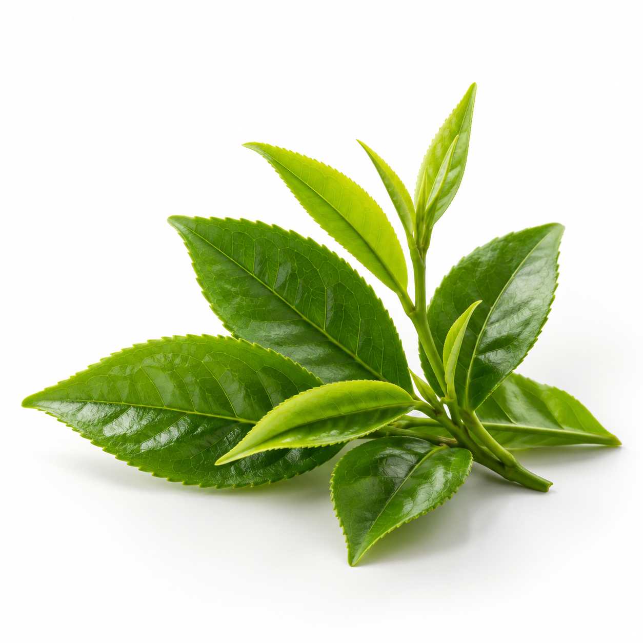 Hojas frescas de té verde